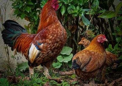 Poules - Labrosse